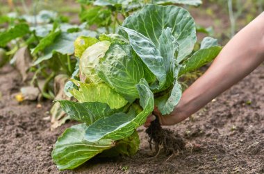 Kız genç yeşil lahana kafa bahçeden elini çeker. Kırsal yaşam ve yerli sebze kavramı