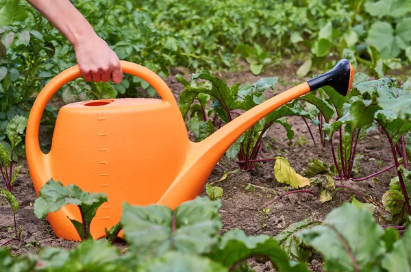 Gießkanne zur Bewässerung liegt auf einem Beet zwischen frischen Triebe von Gemüse und Obst — Stockfoto
