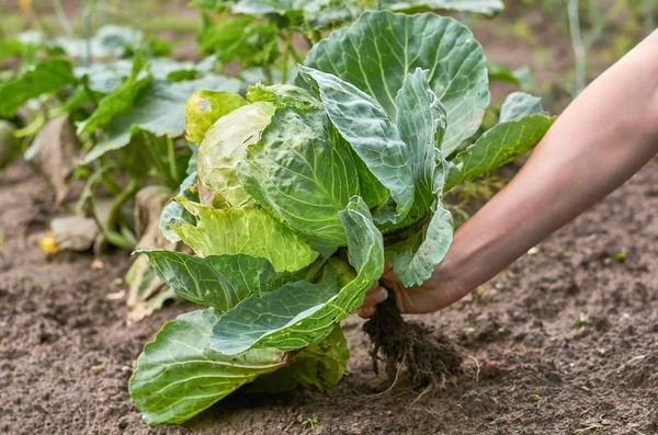 Kız genç yeşil lahana kafa bahçeden elini çeker. Kırsal yaşam ve yerli sebze kavramı