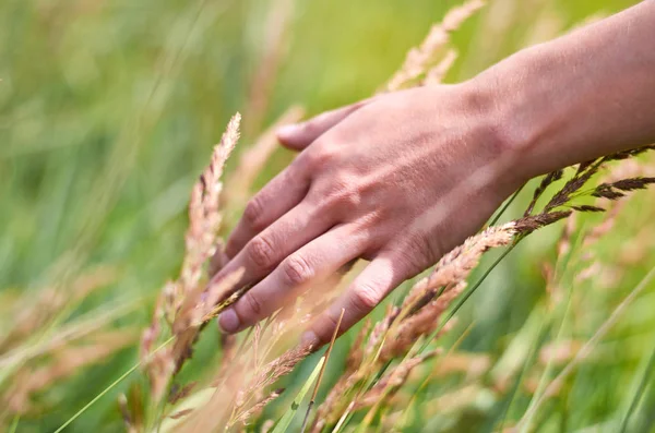 Dziewczyna ręką gładząc silnie w polu. Pojęcie wolności i jedność z naturą — Zdjęcie stockowe