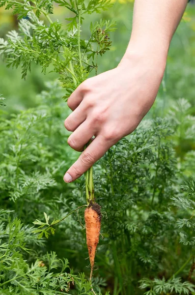 The girl pulls the ripe young carrots with her hand from the beds. Concept of rural life and domestic vegetables — Stock Photo, Image