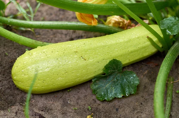 Un dovleac proaspăt stă pe pat. Alimente sănătoase, cultivate acasă — Fotografie, imagine de stoc