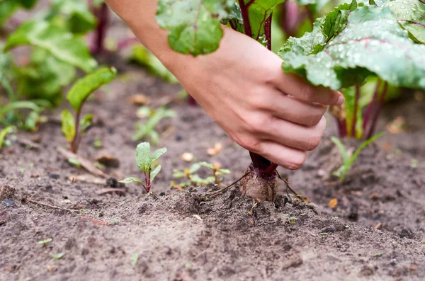 少女は、彼女の手で庭から若い赤カブをプルします。田舎の生活と国内野菜の概念 — ストック写真
