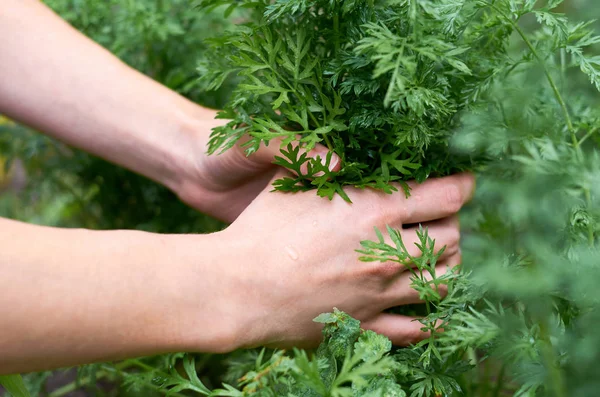 Kız olgun genç havuç yatak eliyle çeker. Kırsal yaşam ve yerli sebze kavramı