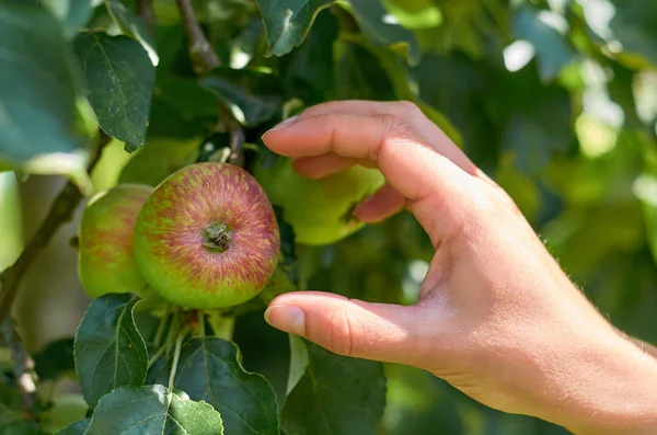 Το κορίτσι με το χέρι της δάκρυα από ένα ώριμο ζουμερός μήλο από ένα δέντρο. Έννοια της αγροτικής ζωής και σπίτι φρούτων — Φωτογραφία Αρχείου