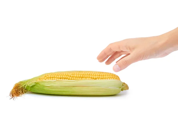 Fresh corn in Women Hand isolated on white background — Stock Photo, Image