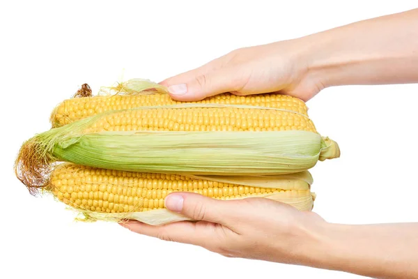 Świeżych kukurydzy w ręce kobieta na białym tle — Zdjęcie stockowe