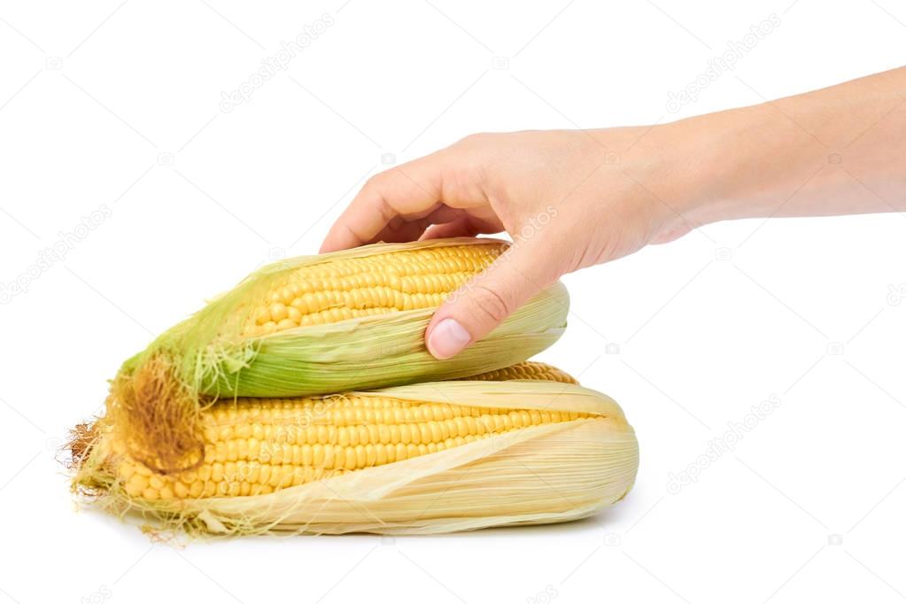 Fresh corn in Women Hand isolated on white background