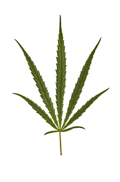 Cannabis blad, marijuana isolerad på vit bakgrund — Stockfoto
