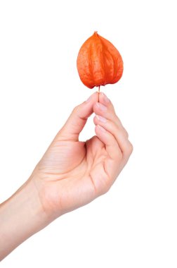 Beyaz arka plan üzerinde izole el portakal physalis