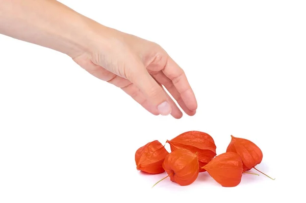 Physalis laranja na mão isolado sobre fundo branco — Fotografia de Stock