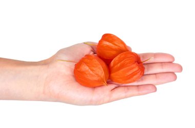 Beyaz arka plan üzerinde izole el portakal physalis