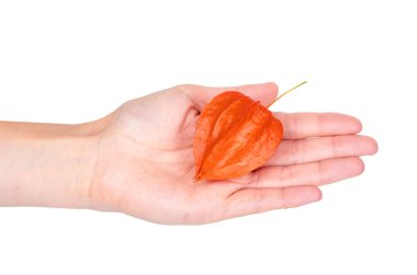 Beyaz arka plan üzerinde izole el portakal physalis