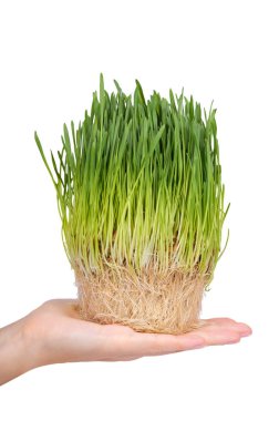 Genç tahıl Filiz el izole üzerinde beyaz arka plan, yeşil çimen, sağlıklı gıda