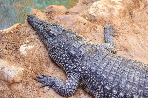 Krokodil liegt im Sand eines Zoos — Stockfoto