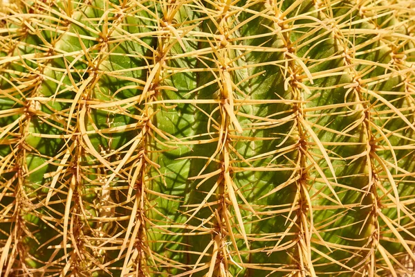 Cactus textura fondo, macro, imagen de cerca —  Fotos de Stock