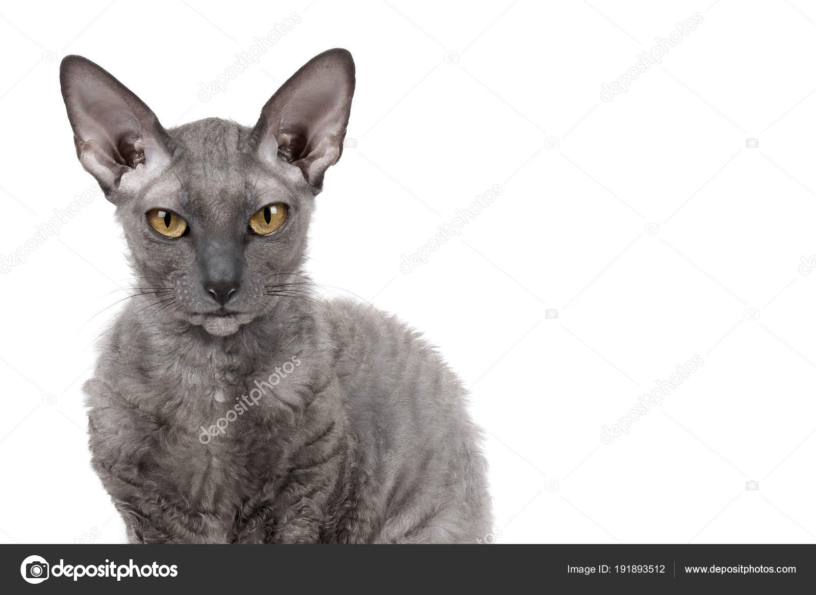 Oriental Shorthair Cat Sitting And Watching Gray Animal Pet