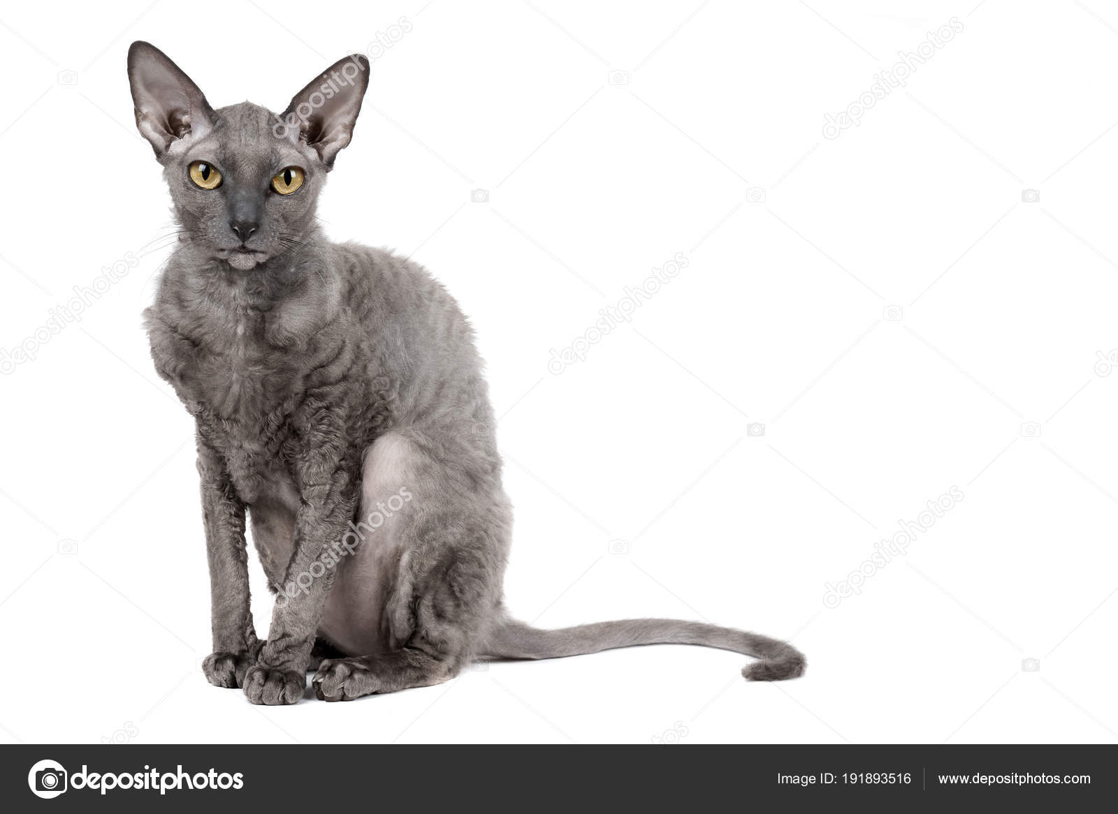 Oriental Shorthair Cat Sitting And Watching Gray Animal Pet