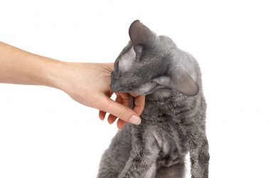 Oturma ve ısırma el, gri hayvan pet, Aile içi kitty, safkan Cornish Rex doğuya özgü stenografi kedi. Beyaz arka plan üzerinde izole