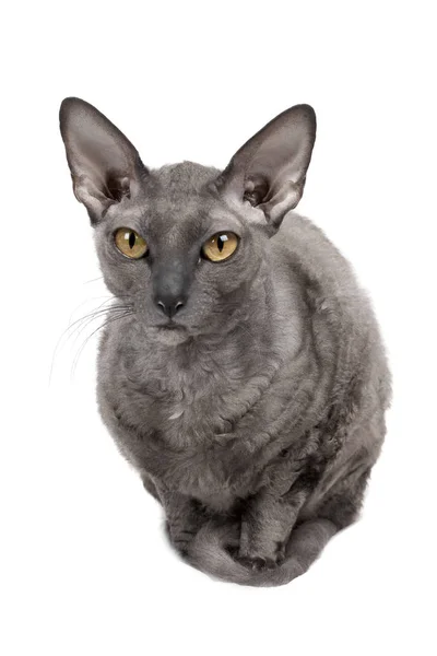 Orientalische Kurzhaarkatze sitzend und starrend, graues Haustier, häusliches Kätzchen, reinrassiger Cornish Rex. isoliert auf weißem Hintergrund — Stockfoto