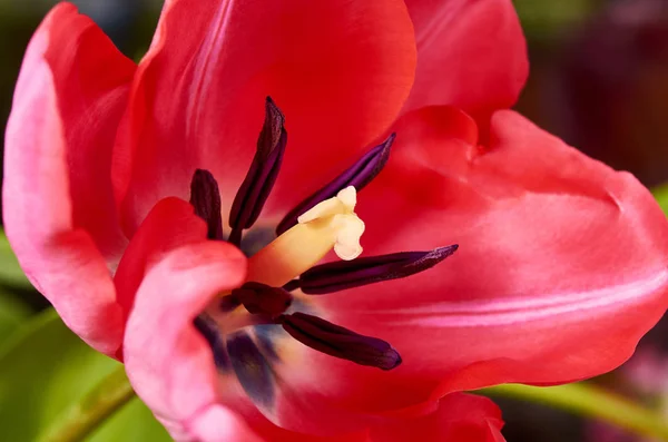 Belle tulipe rouge de près. Macro fond de fleur — Photo