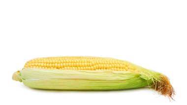 ham taze Mısır izole beyaz arka plan üzerinde. kopyalama alanı şablonu