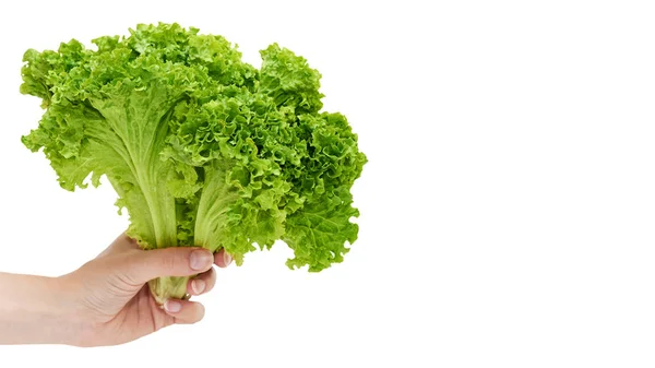 Las manos femeninas sostienen una lechuga verde y fresca. Aislado sobre fondo blanco. copiar espacio, plantilla . —  Fotos de Stock