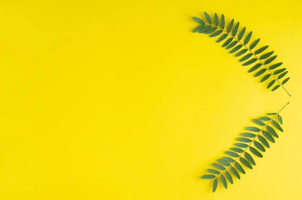 Green foliage, acacia branch composition on yellow background. — Stock Photo, Image