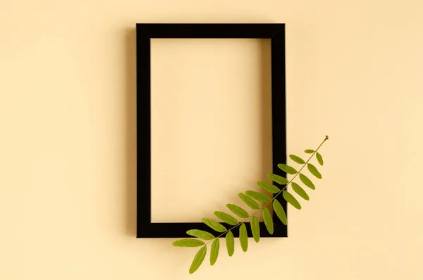 Green foliage, acacia branch and black wooden frame composition on beige background. — Stock Photo, Image