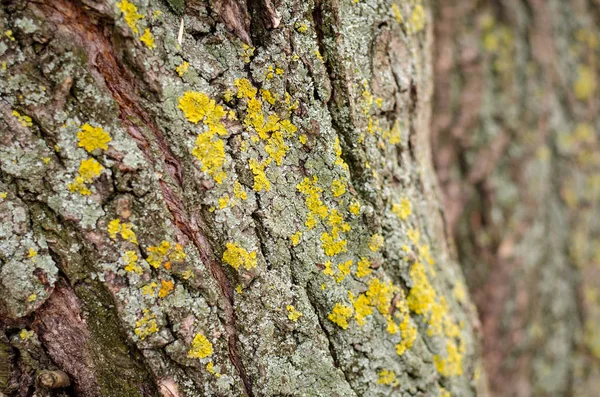 Textur des Baumes. gelbes Moos auf der braunen Rinde. — Stockfoto