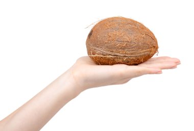 Taze çiğ hindistan cevizi, bütün ilaç. Beyazda izole edilmiş.