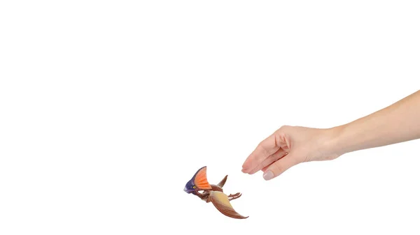 Ruka Létající Dinosauří Hračkou Gumový Pterodaktyl Pro Zvěř Izolované Bílém — Stock fotografie