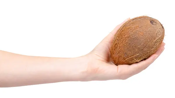 Hand Fresh Raw Coconut Whole Drupe Isolated White Background — Stock Photo, Image