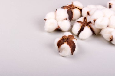 Gri arkaplan kompozisyonu üzerine pamuk. Düz yatıyordu.