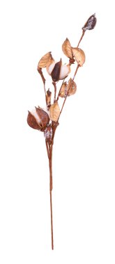 Yumuşak pamuk dalı. Beyaz arkaplanda izole.