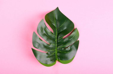 Renkli arka planda yeşil canavar yaprağı kompozisyonu. Düz yatış ve üstten görüntü. Boşluğu kopyala.