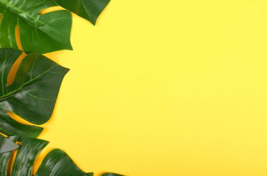 Renkli arka planda yeşil canavar yaprağı kompozisyonu. Düz yatış ve üstten görüntü. Boşluğu kopyala.