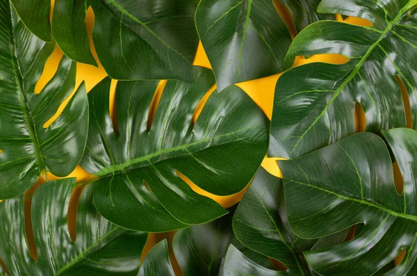 Composizione Verde Foglia Monstera Sfondo Colore Layout Piatto Immagine Aerea — Foto Stock