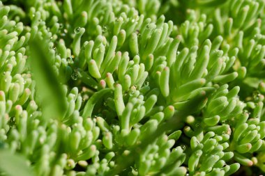 Çiyli yeşil çimen, makro görüntü. Yaprak arkaplanı.