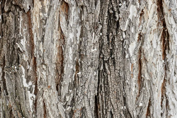 Struktura Kůry Stromů Starý Vzor Surového Dřeva Makro Obraz — Stock fotografie