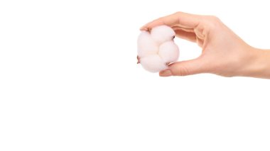 Yumuşak pamuklu bir çiçek, yumuşak bir kumaş. Beyaz arka planda izole edilmiş. Uzayı kopyala, şablon.