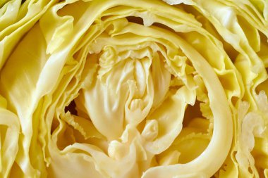 Taze lahana makro görüntü bırakır. Çok katmanlı.