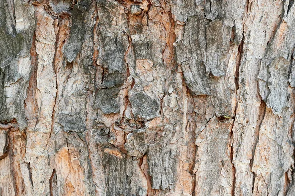 Tekstura Kory Drzewa Stary Szorstki Wzór Drewna Makro Obraz — Zdjęcie stockowe
