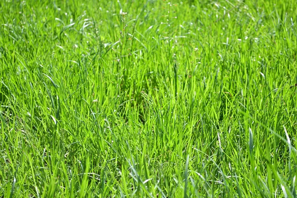 Fris Groen Gras Achtergrond Natuur Achtergrond Bloemmotief — Stockfoto