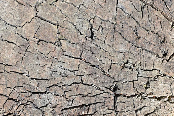 Popraskané Dřevo Textura Strom Kmen Vzor Příroda Pozadí — Stock fotografie