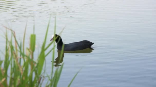 Kara ördek yaprakların arasında yüzer. — Stok video