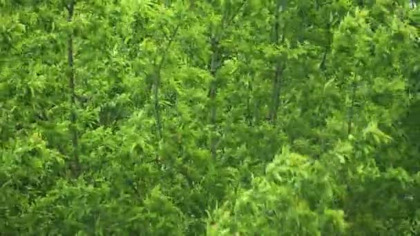 Stark vind sveper träd grenar och blad, stormigt väder. — Stockvideo