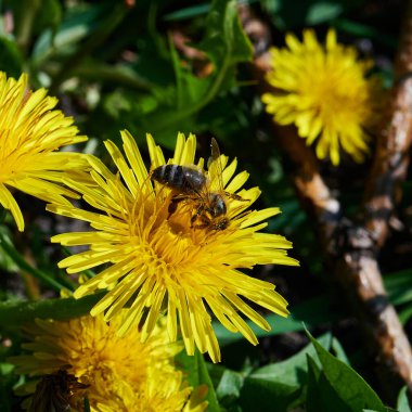 Arı, karahindiba, makro görüntü, vahşi yaşam işçisi tozlaştırır..
