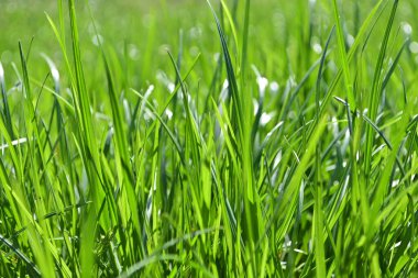 Taze yeşil çimen arka plan, doğa fon, çiçek deseni.