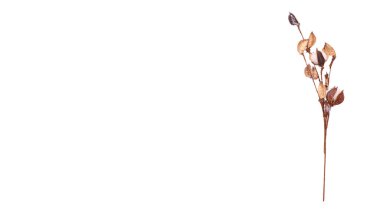 Yumuşak pamuk dalı. Beyaz arka planda izole edilmiş. Uzayı kopyala, şablon.